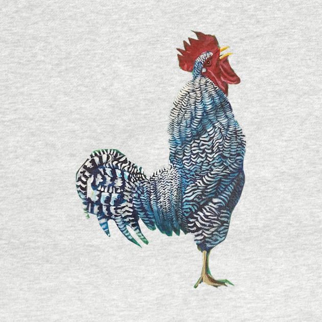 Rocky the Barred Rock by chadtheartist